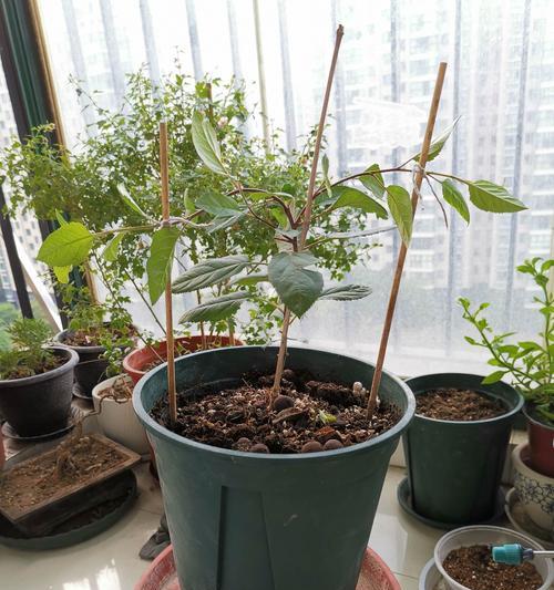 苹果种子怎么种植？需要多长时间才能发芽？