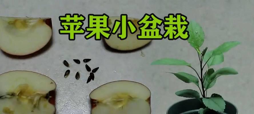 苹果种子怎么种植方法？从播种到收获的完整步骤是什么？