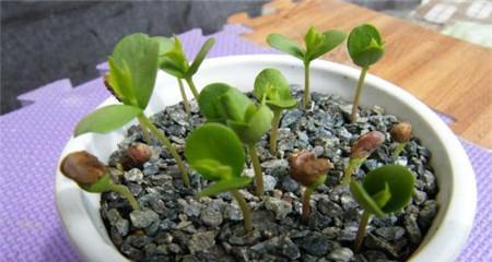 苹果种子怎么种植方法？从播种到收获的完整步骤是什么？