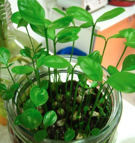 苹果种子可以直接种植吗？种植过程中需要注意什么？