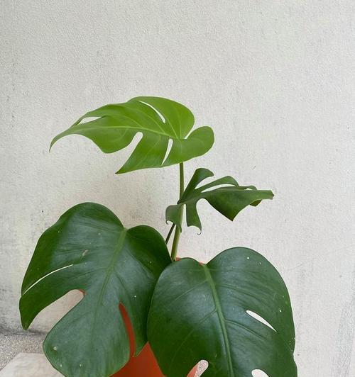 苹果竹芋怎么养？养殖过程中需要注意什么？