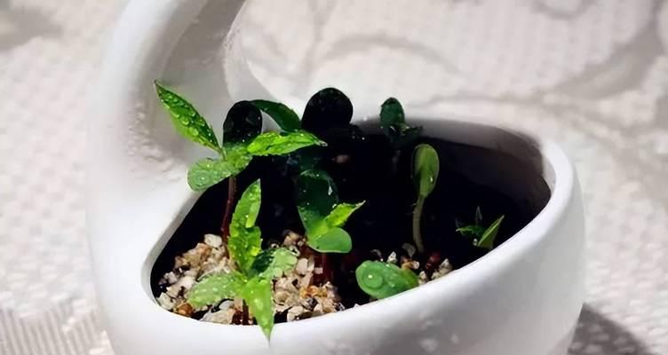 苹果籽可以种吗？如何正确种植苹果籽？
