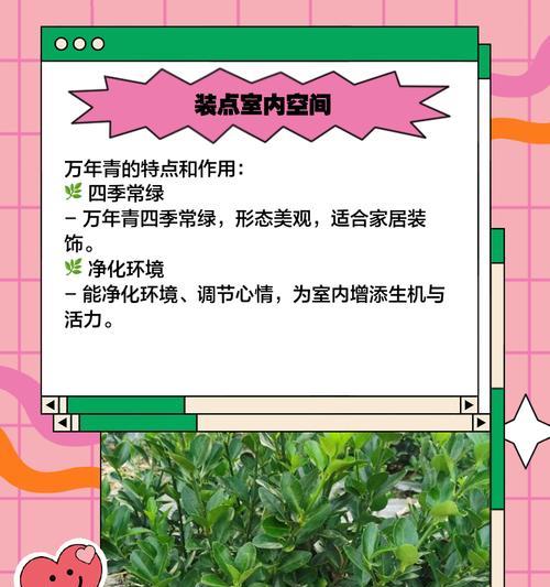 家养万年青有哪些养护秘诀和益处？