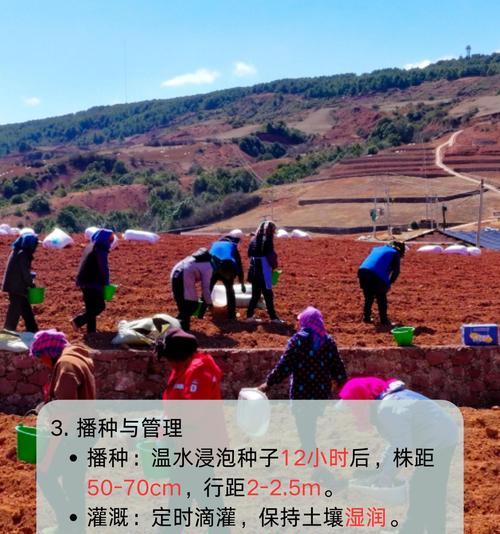 大田种植如何提高单产能力？