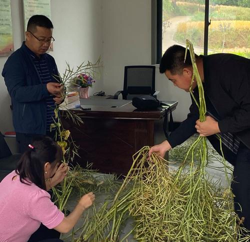 大田种植如何提高单产能力？