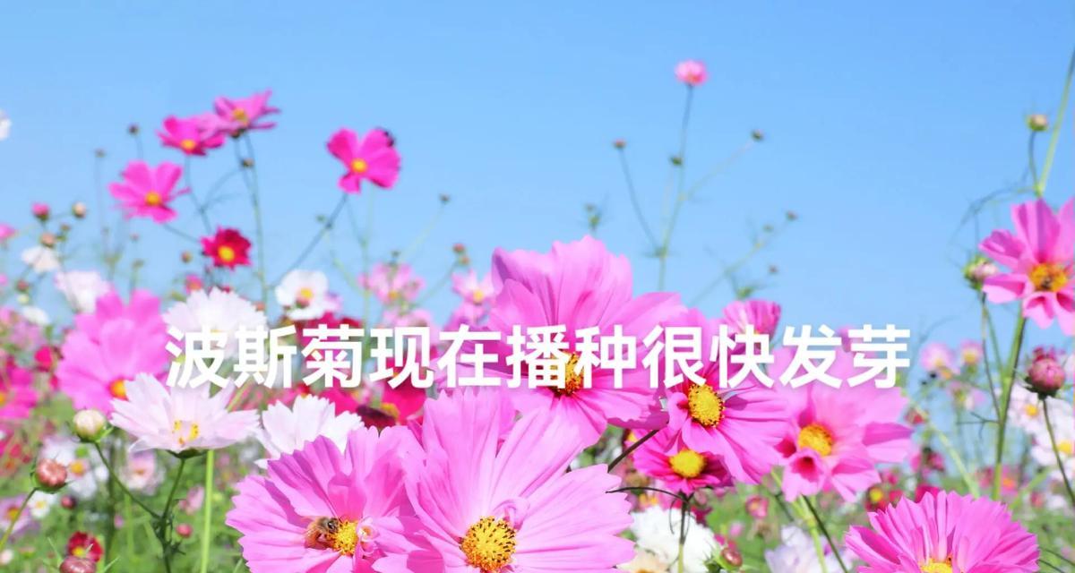 波斯菊的养殖难度如何？