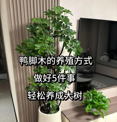 鸭掌木的正确养护方法是什么？