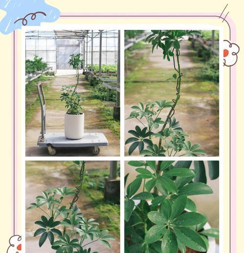 鸭掌木的正确养护方法是什么？