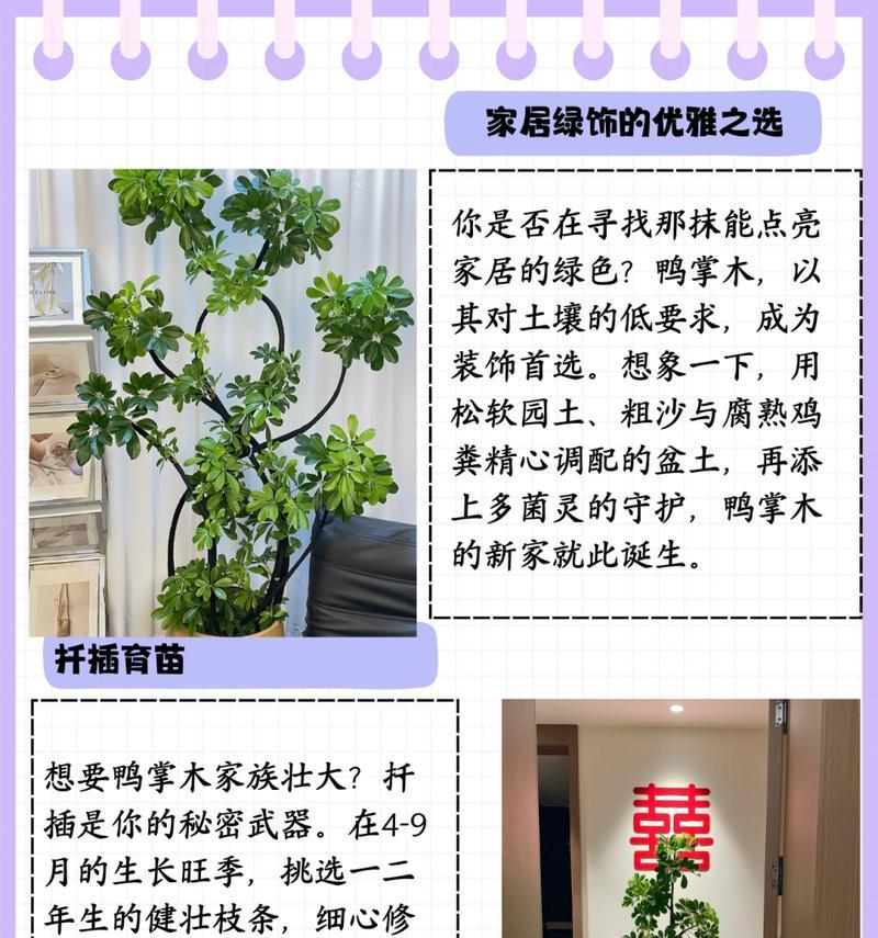 鸭掌木的正确养护方法是什么？