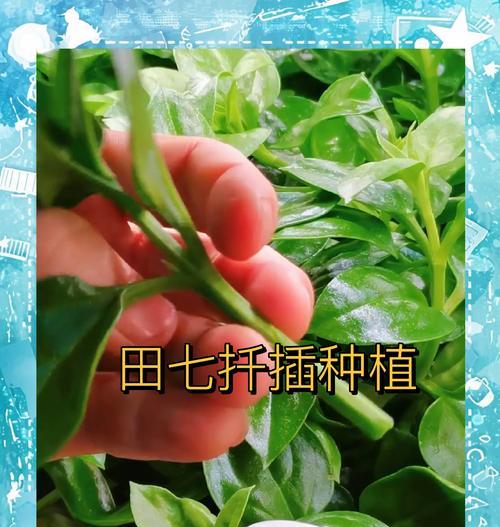扦插繁殖的详细步骤和注意事项是什么？
