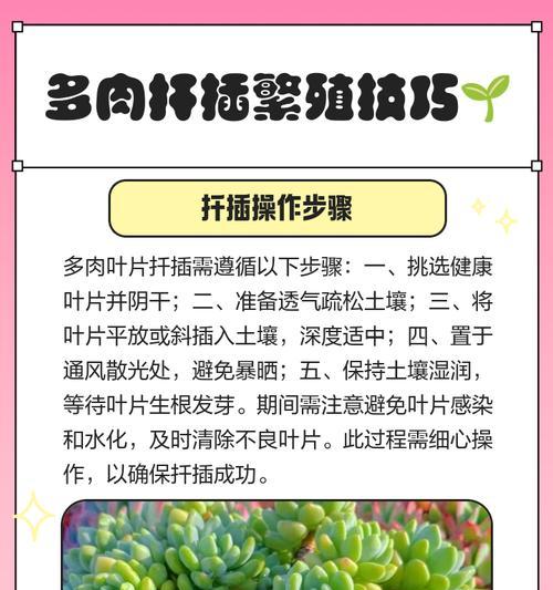 扦插繁殖的详细步骤和注意事项是什么？