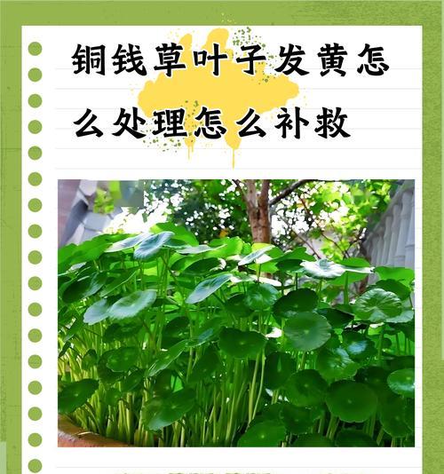 植物叶子发黄怎么办？如何预防？