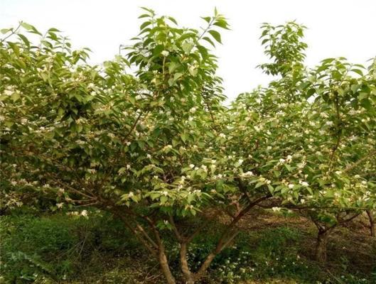 绿化带常见的白花品种有哪些？