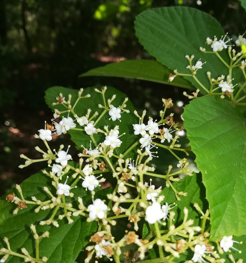 绿化带常见的白花品种有哪些？