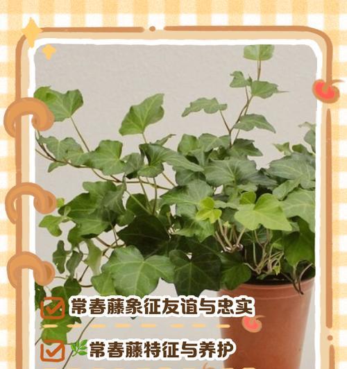 常青藤的象征意义是什么？