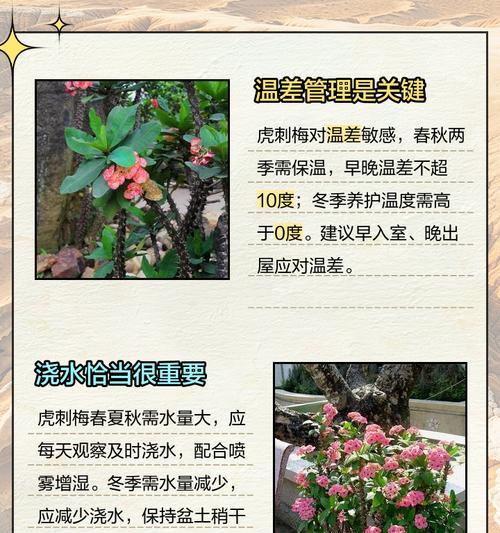 虎刺梅养护的真相是什么？