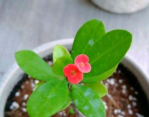 虎刺梅养护的真相是什么？