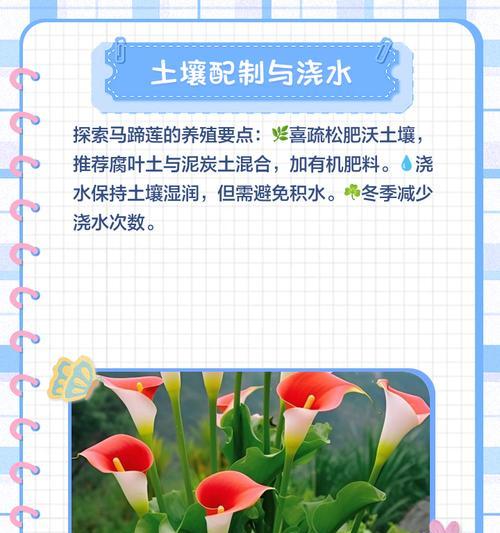 马蹄莲球茎如何正确保存和重种？