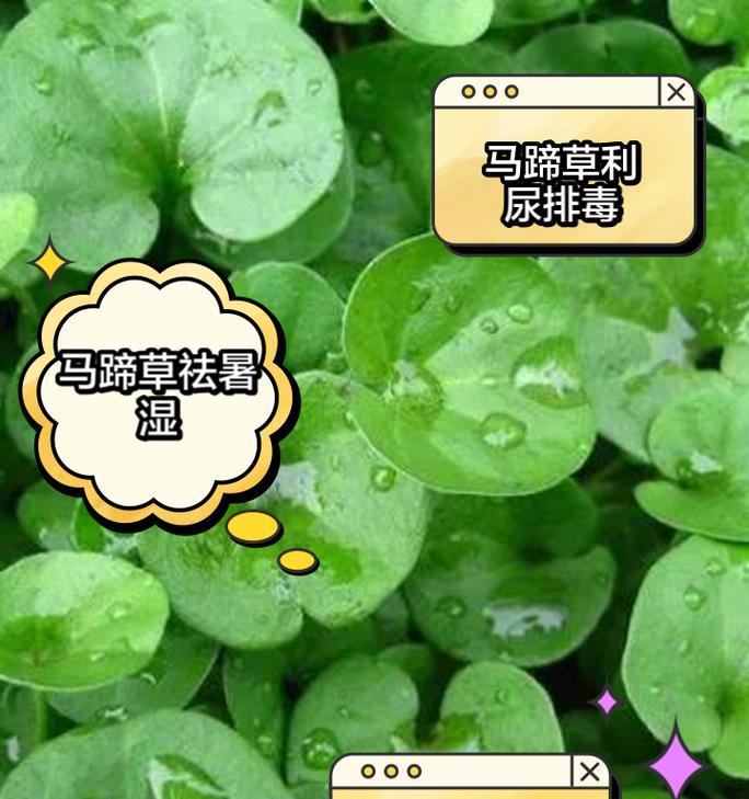 马蹄莲球茎如何正确保存和重种？