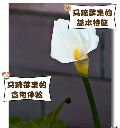 马蹄莲球茎如何正确保存和重种？