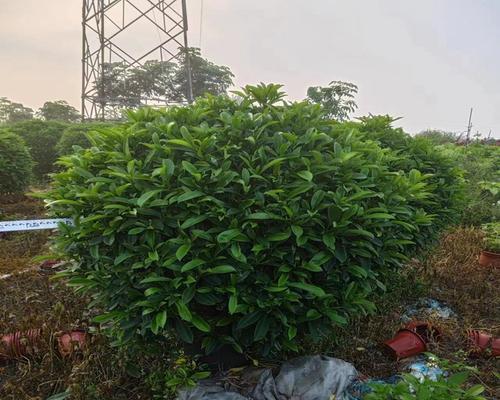 非洲茉莉的美化技巧有哪些？