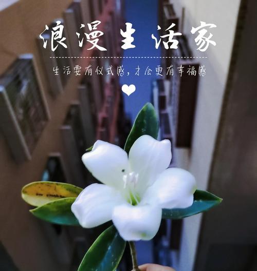 非洲茉莉的美化技巧有哪些？