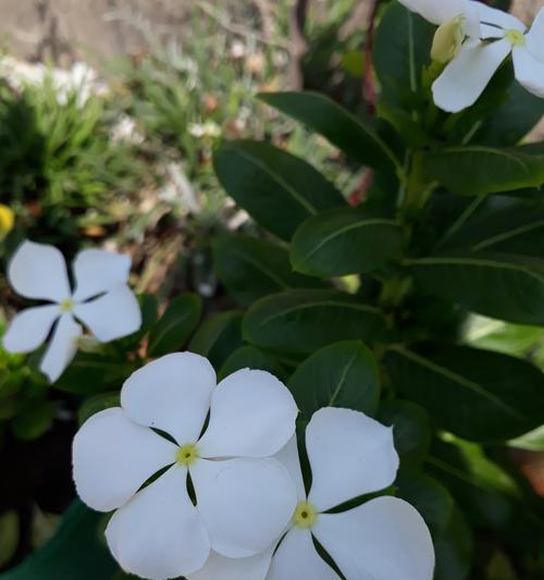 米兰花如何养殖和正确剪枝？
