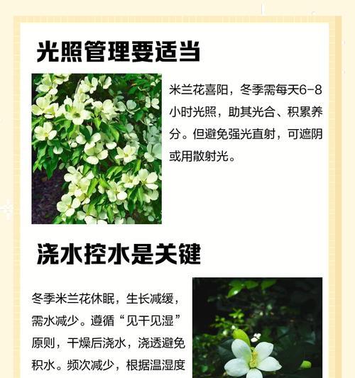 米兰花如何养殖和正确剪枝？