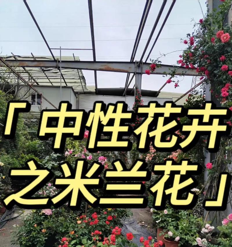 米兰花如何养殖和正确剪枝？
