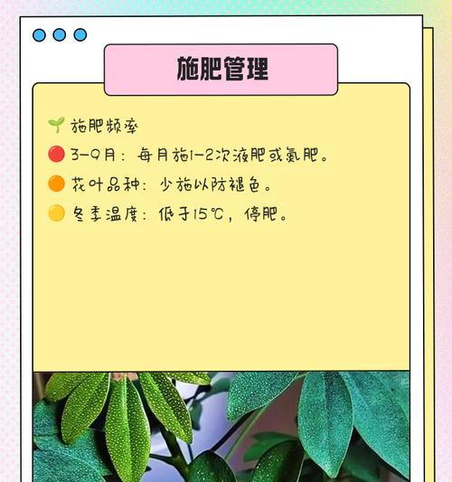 鸭脚木的养殖技巧和常见问题是什么？