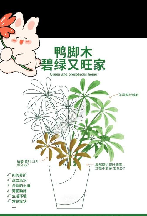 鸭脚木的养殖技巧和常见问题是什么？