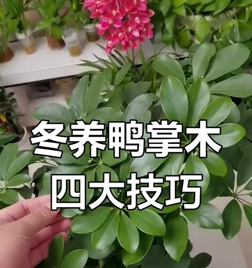 鸭脚木的养殖技巧和常见问题是什么？