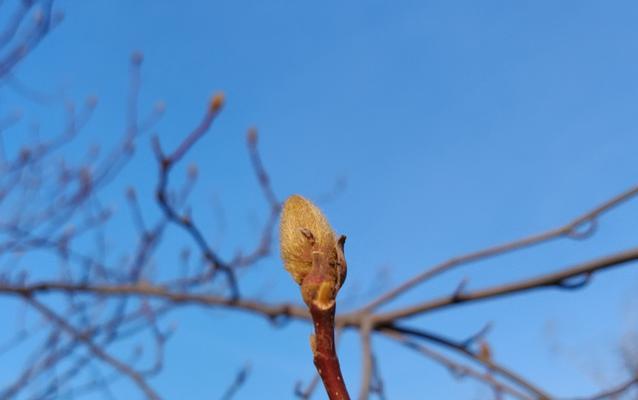 春季玉兰花品种盛宴有哪些？从白玉兰到黄玉兰如何选择？