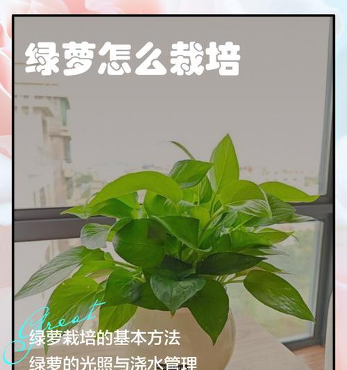 花卉绿萝怎么养殖？绿萝的养殖技巧有哪些？