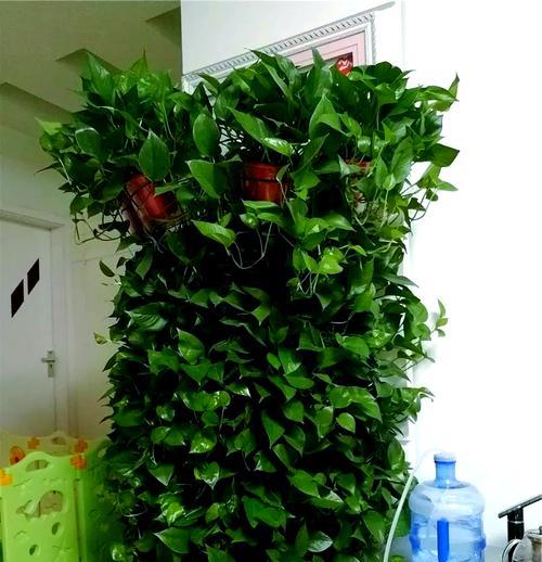 花卉绿萝怎么养殖？绿萝的养殖技巧有哪些？
