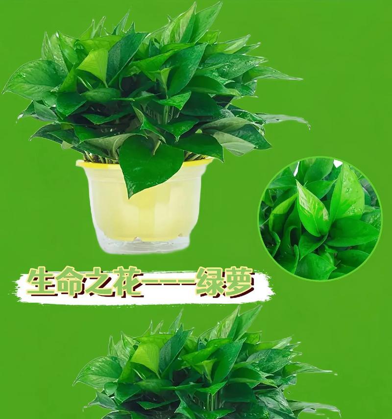 花卉绿萝怎么养殖？绿萝的养殖技巧有哪些？