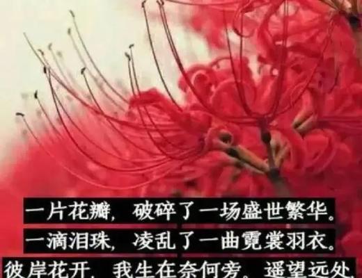 彼岸花的寓意是什么？彼岸花的花语象征有哪些？