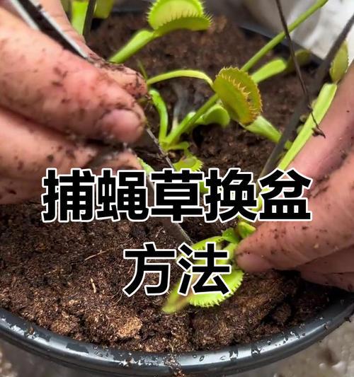 捕蝇草的养护技巧是什么？如何模拟自然环境养护捕蝇草？