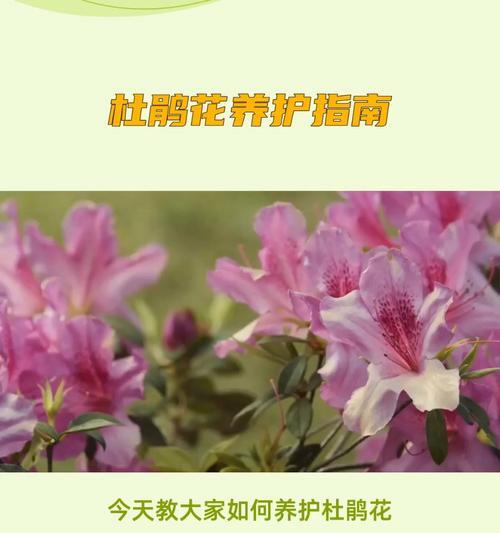 杜鹃花喜阴还是喜阳？四季光照管理如何进行？