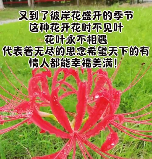 彼岸花的花语象征与寓意是什么？