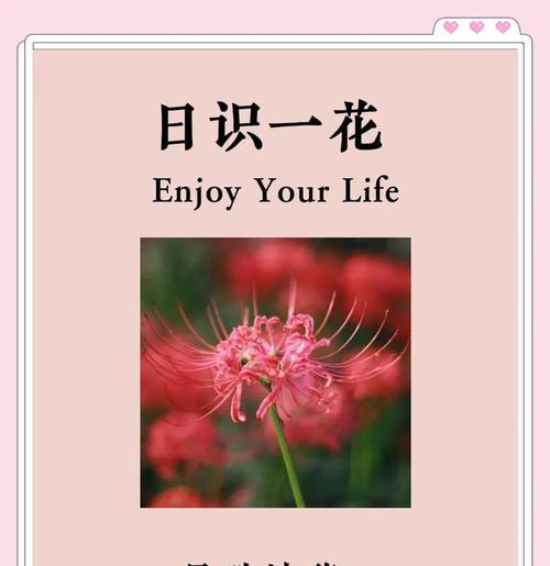 彼岸花的花语象征与寓意是什么？