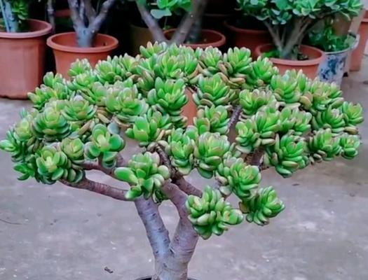 养玉树用这5个养护技巧有什么效果？