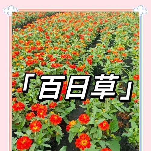 百日草花的养殖方法是什么？如何赏析百日草花？