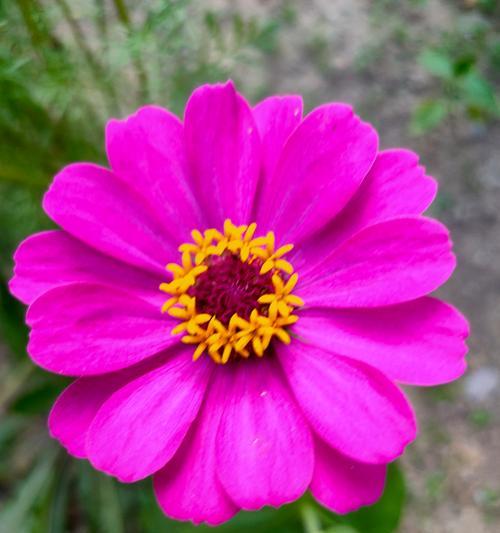 百日草花的养殖方法是什么？如何赏析百日草花？