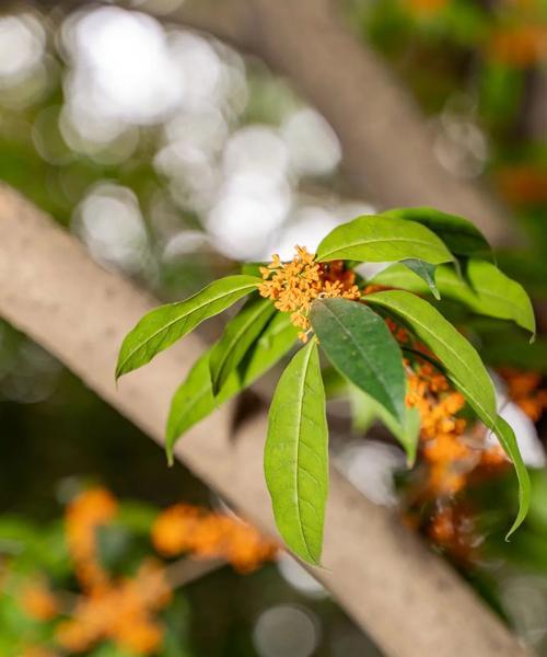 秋天代表性植物有哪些？如何进行盘点？