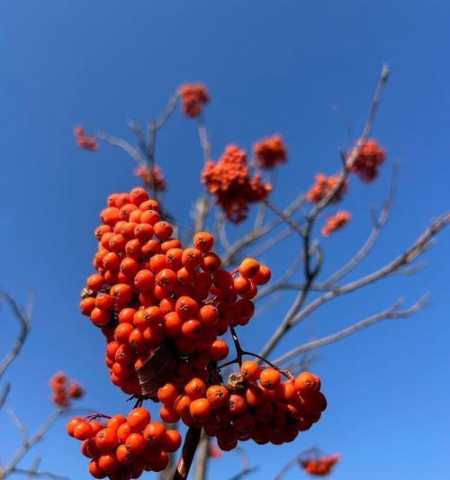 秋天代表性植物有哪些？如何进行盘点？