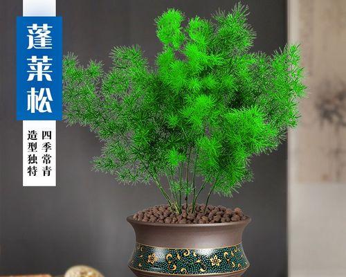 蓬莱松叶子发黄掉落怎么办？如何进行养护？