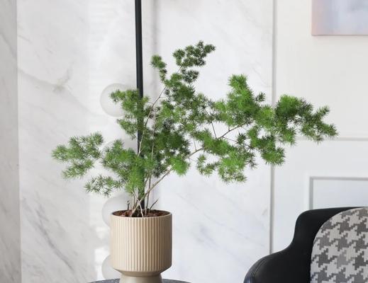 蓬莱松叶子发黄掉落怎么办？如何进行养护？