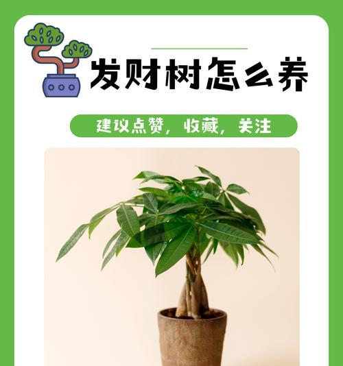 发财树的养护秘籍是什么？