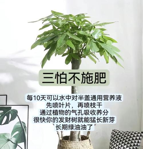 发财树的养护秘籍是什么？